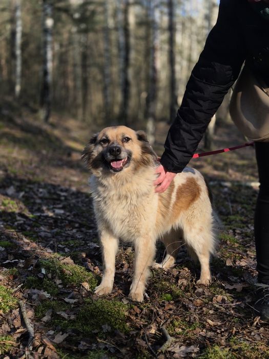 Puchata koleżanka Idzia szuka swojej rodziny