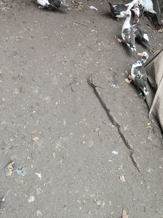 Індоутки, індоутаки