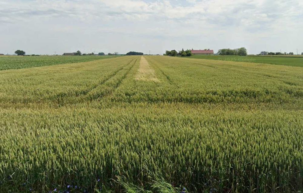 Sprzedam ziemia rolna / grunt rolny – 3 ha – Wichrowice, gm. Choceń - Widok 5