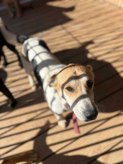 Młoda sunia mix jack russell terrier szuka spokojnego domu