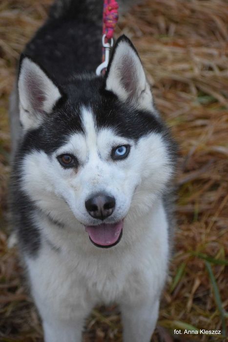 Azurro - młody pies w typie siberian husky adopcja