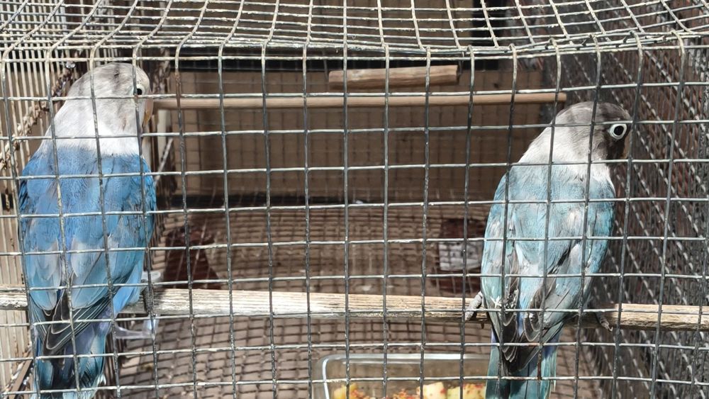 Agapornis para voar