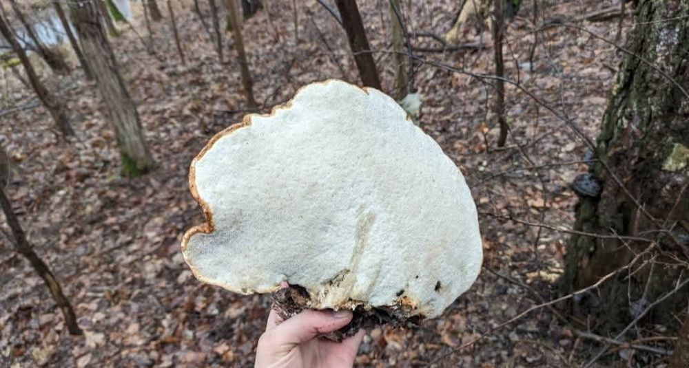 Białoporek brzozowy (Fomitopsis betulina), pniarek, suszony, 100g.