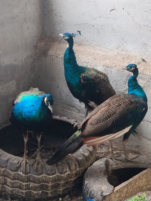 Troco pavão macho por femea