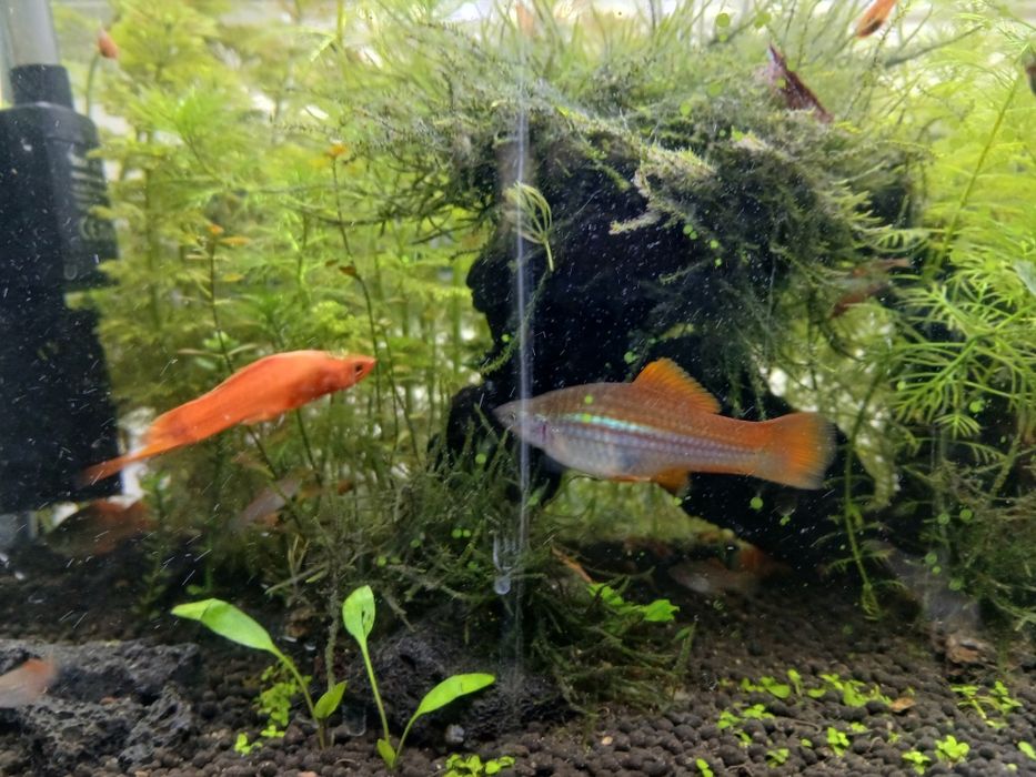 Peixe espada agua quente
