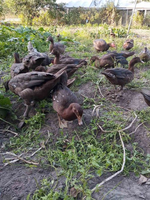 Індокачки(шипуни,индоутки)Німецької селекції важка лінія