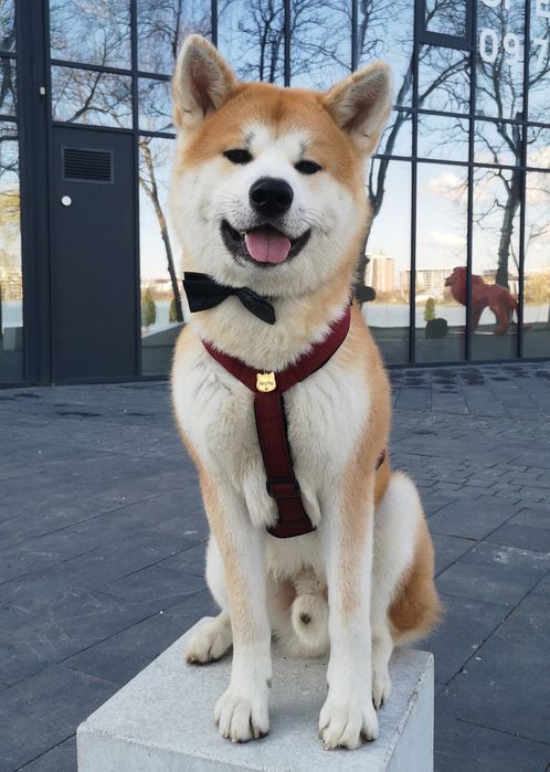 @akita_friends В'язка акіта іну кобель на парування