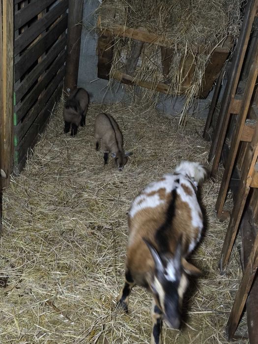 Vendo cabras muito meigas e bonitas muito bem tratadas.