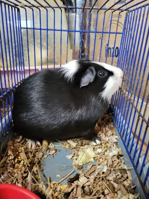 Продаю морські свинки