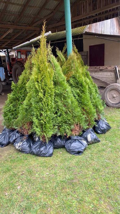 Туя Смарагд 1,8 - 500грн 2-550грн 2,2-650 грн2,4-750грн