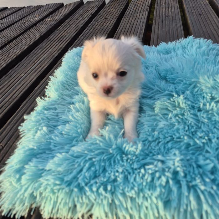 Wyjątkowe Szczenię Chihuahua Długowłosa z Domowej Hodowli "PERRITOS AMORES"