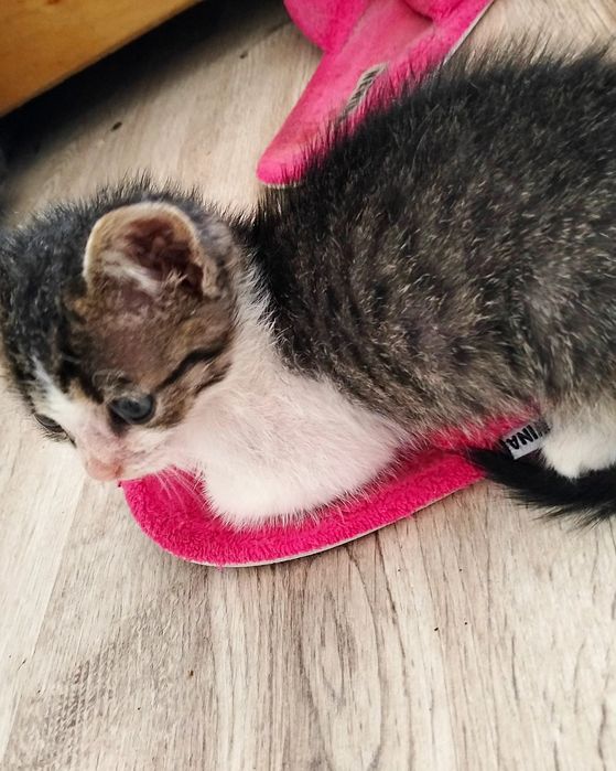 Віддам гарненьке кошеня