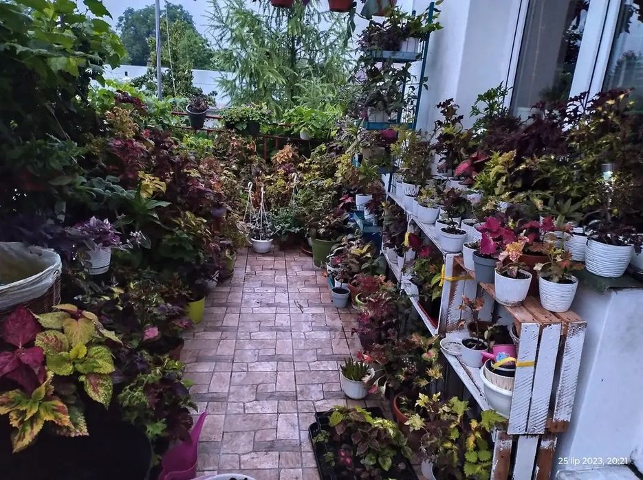 Nasiona koleusa/pokrzywki