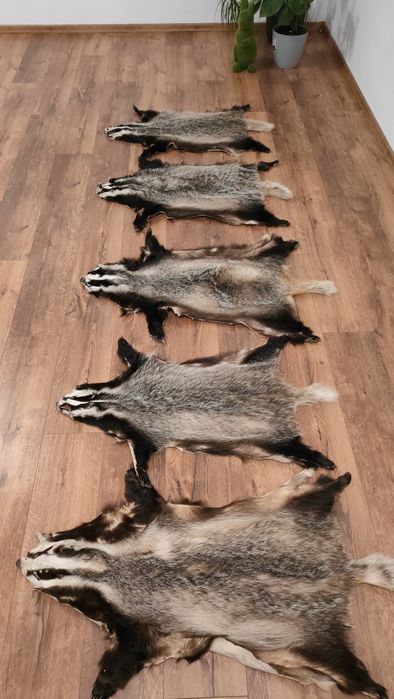 Skóra z borsuka wysylka