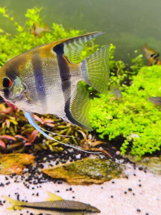 Casal de escalares reprodutor