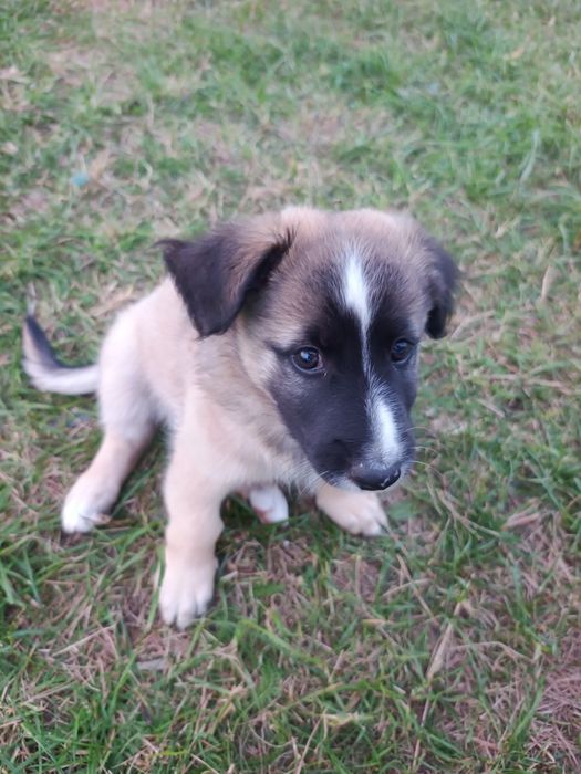 Szczeniaki do adopcji Toruń Lubicz Krobia