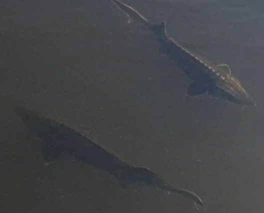 Мальок Роло, Ленка, Cтepбeл