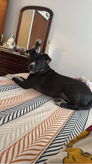 Cadela raçada pitbull e labrador