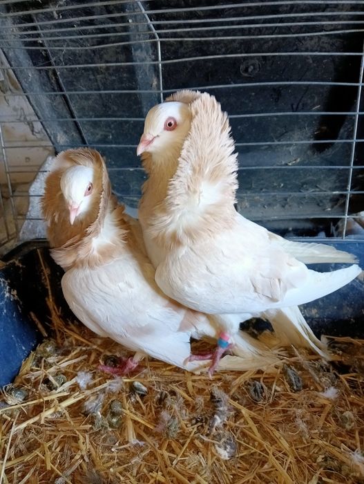 Sprzedam gołębie kapucyny holenderskie para