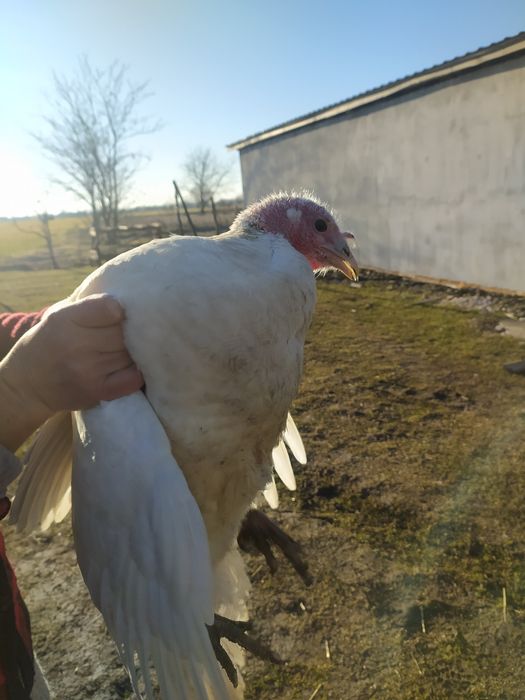 СРОЧНО! Продам индюков.