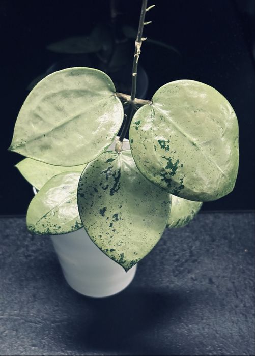Hoya Verticillata Silver Heart