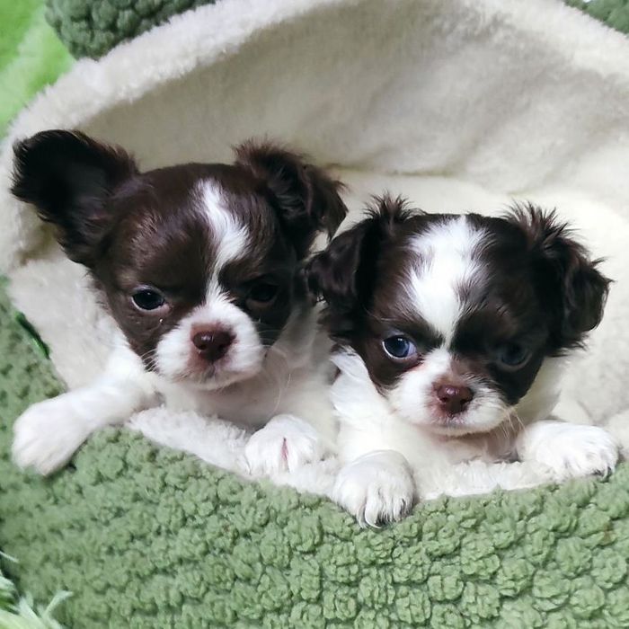 Д/ш чихуахуа длинношерстные щенки