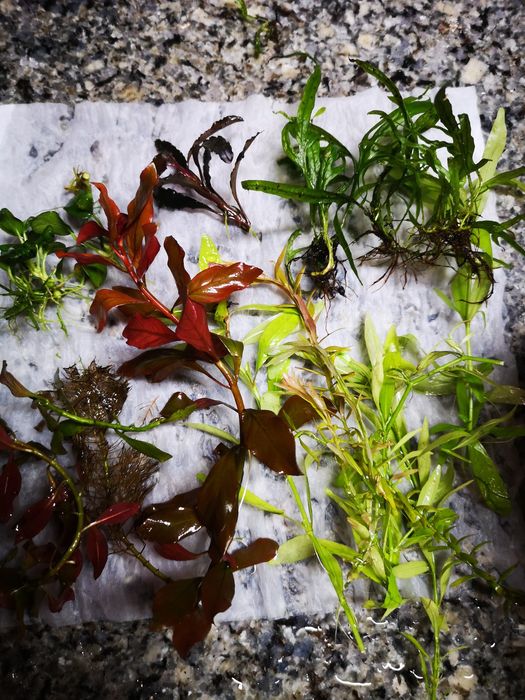 Plantas Aquário - 15 pés Podas de Aquário