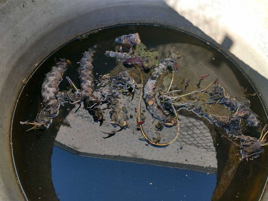 Lilia wodna jasnoróżowa