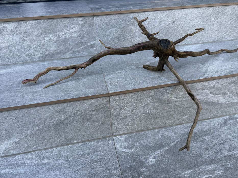 Korzeń akwarium terrarium krewetkarium naturalny ozdoba