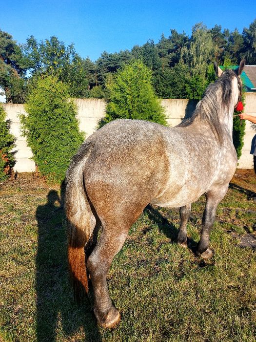 Klacz szpaczka siwa  3 lata. Zakładana! Piękna!