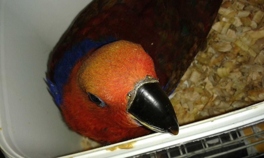 Papagaios Ecletus Roratus