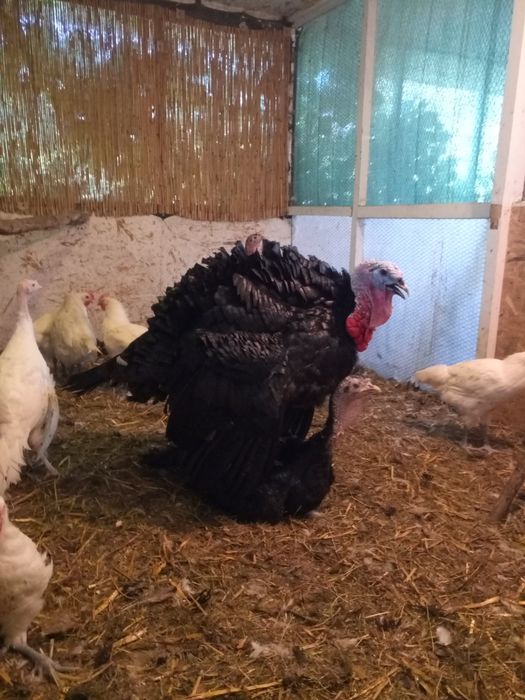 Суточные и подрощеные индюки.В наличии.