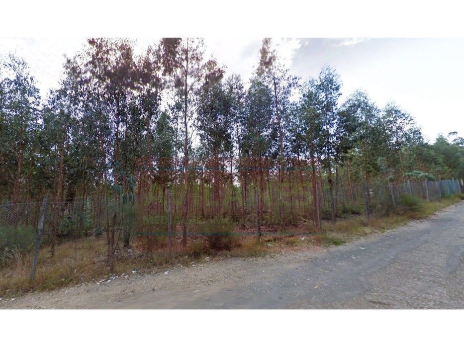 Pinhal - Canedo
