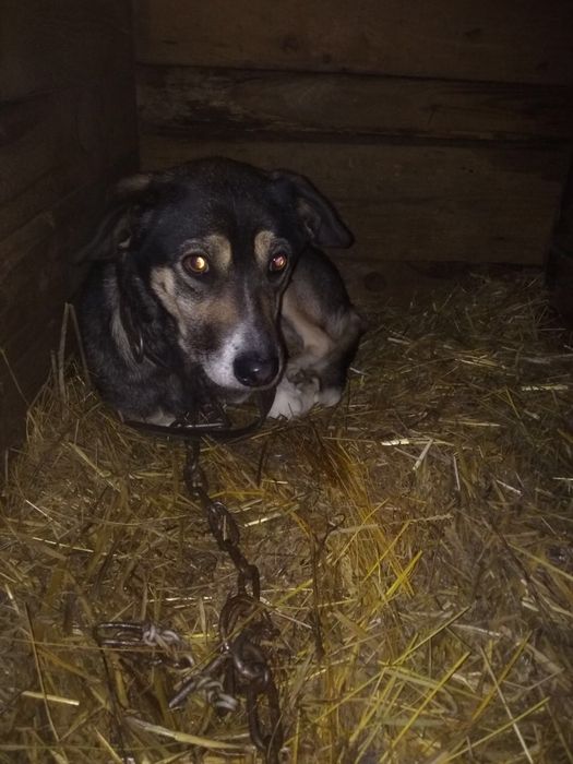 віддам собаку в добрі руки