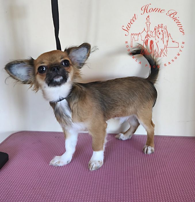 Chihuahua długowłosy