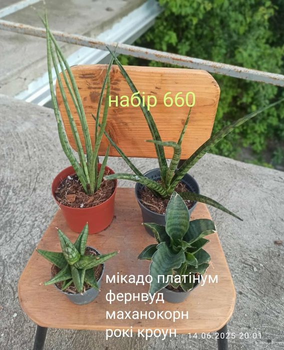 Сансевієрії циліндр, 12 сортів, інші