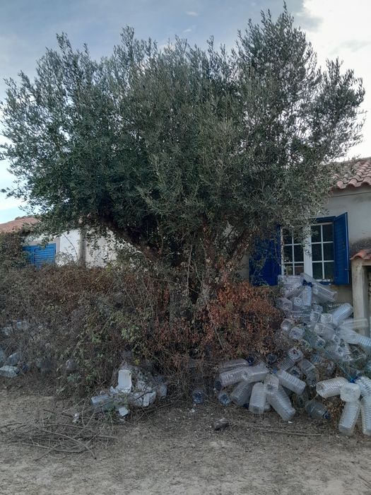 Oliveiras grandes e fortes
