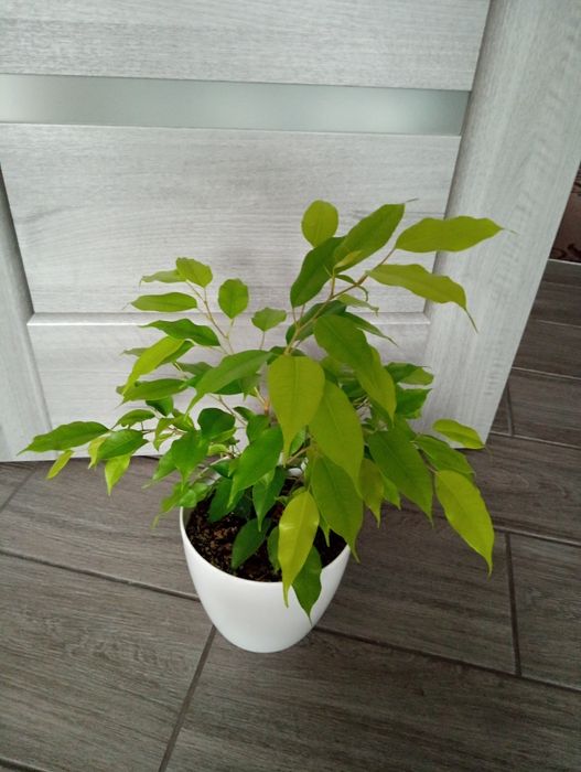 Кімнатні рослини! Фікуси, Спатифілуми. Великий розпродаж