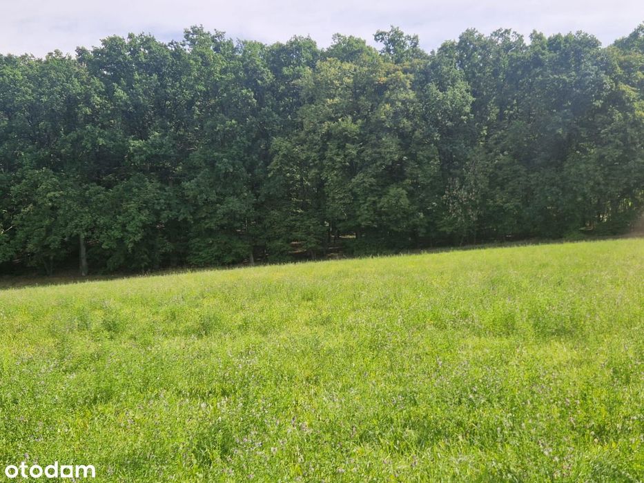 Działka budowlana 2921 m² przy lesie - Widok 4