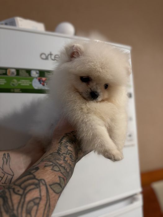 шикарний Ведмедик шоу класу