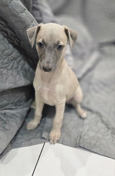 Chart angielski whippet piesek