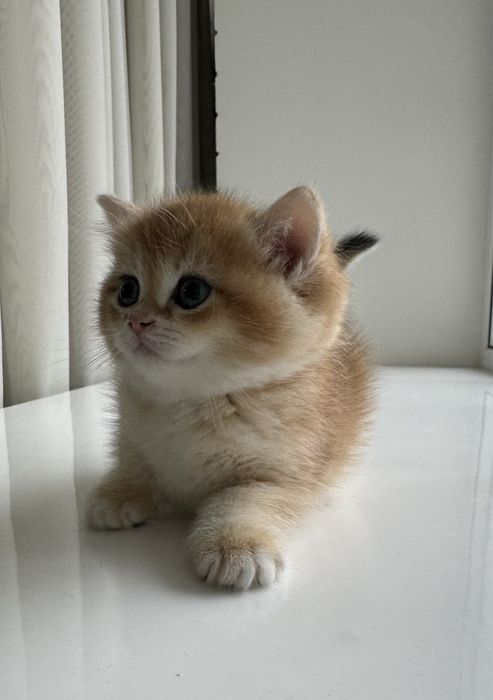 Золотая шиншила