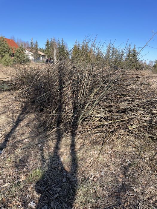 Drewno opał gałęzie z czyszczenia działki za darmo