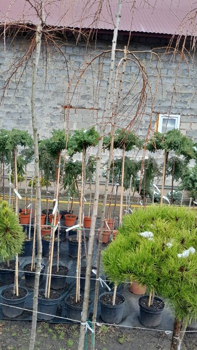 Рослини туї брабант