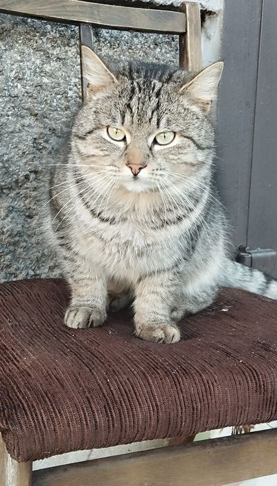 Безкоштовно котик