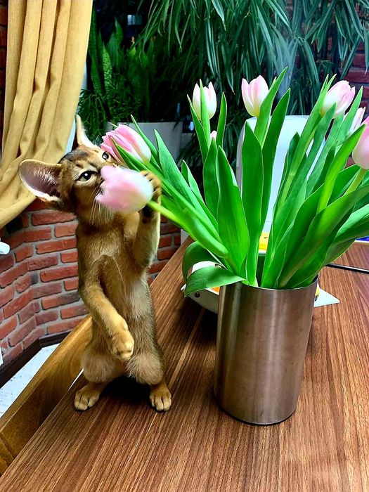 Абиссинский мальчик )