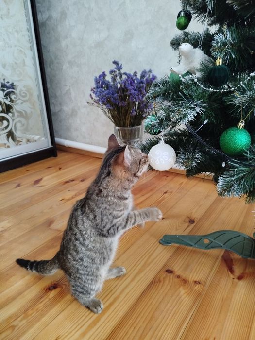 Кошеня безкоштовно