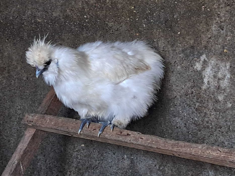 Casais sedosas do Japão