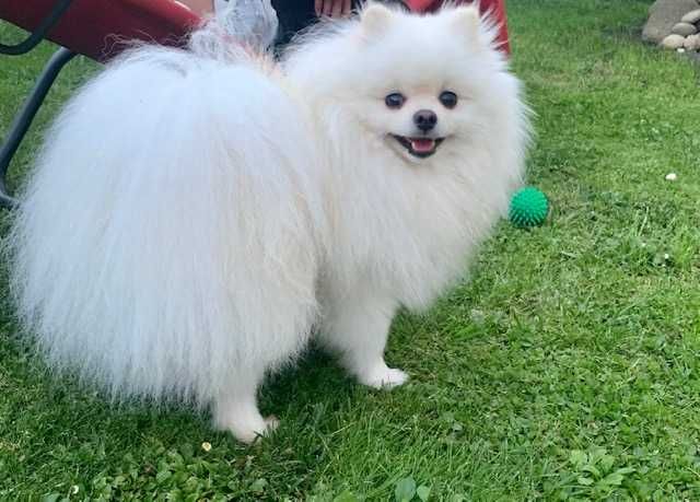 Шпіц для в'язки, блондин