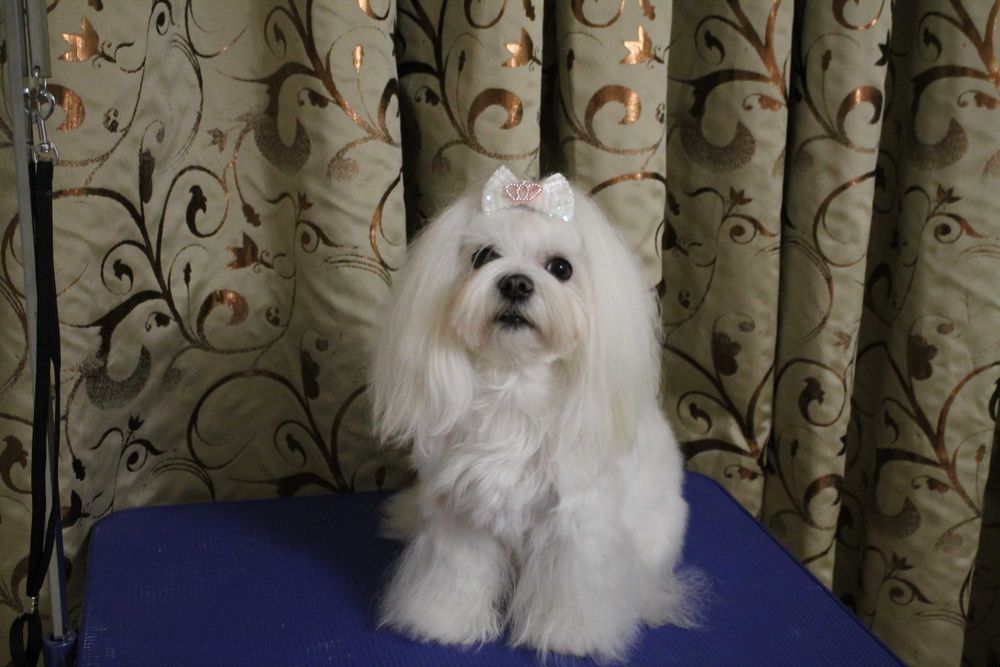 Мальтезе цуценята